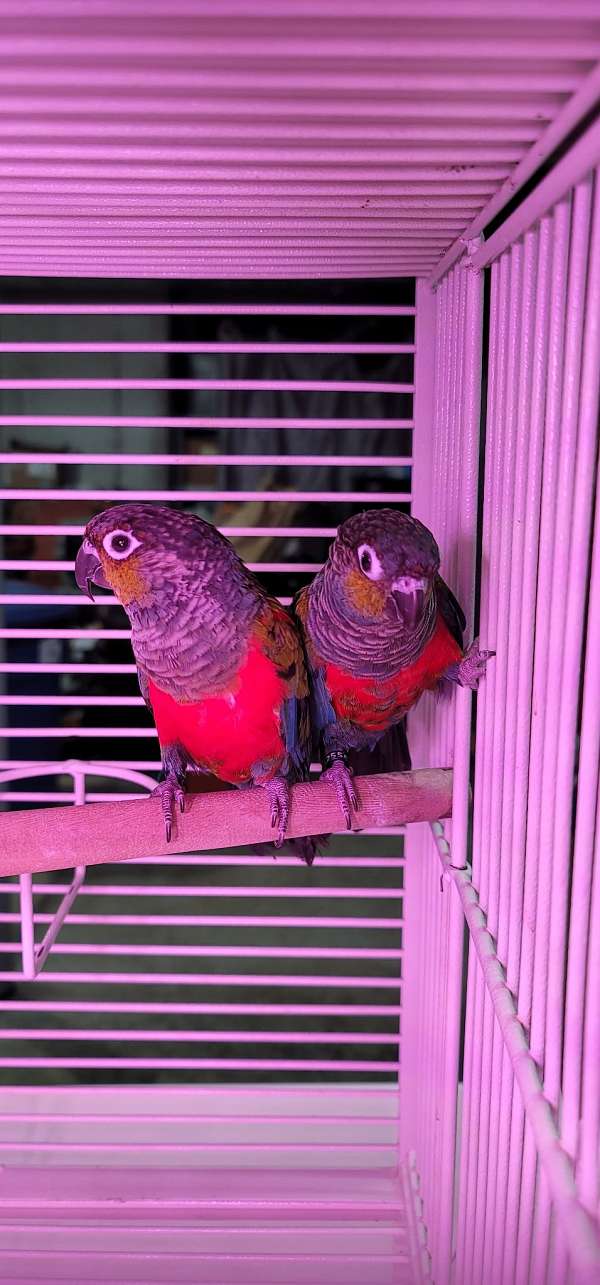 green-bird-for-sale-in-wentzville-mo
