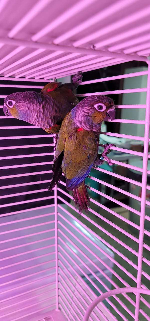 green-cheek-conure-for-sale
