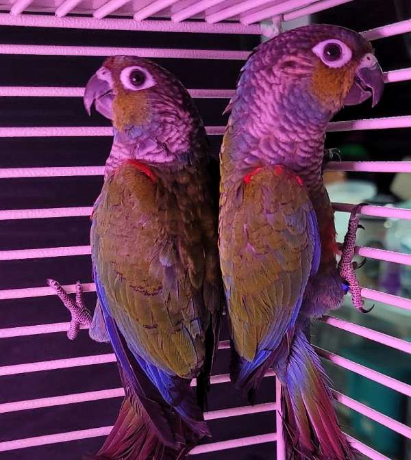 green-cheek-conure-for-sale-in-wentzville-mo