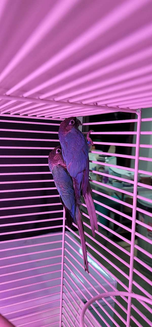 bird-for-sale-in-wentzville-mo