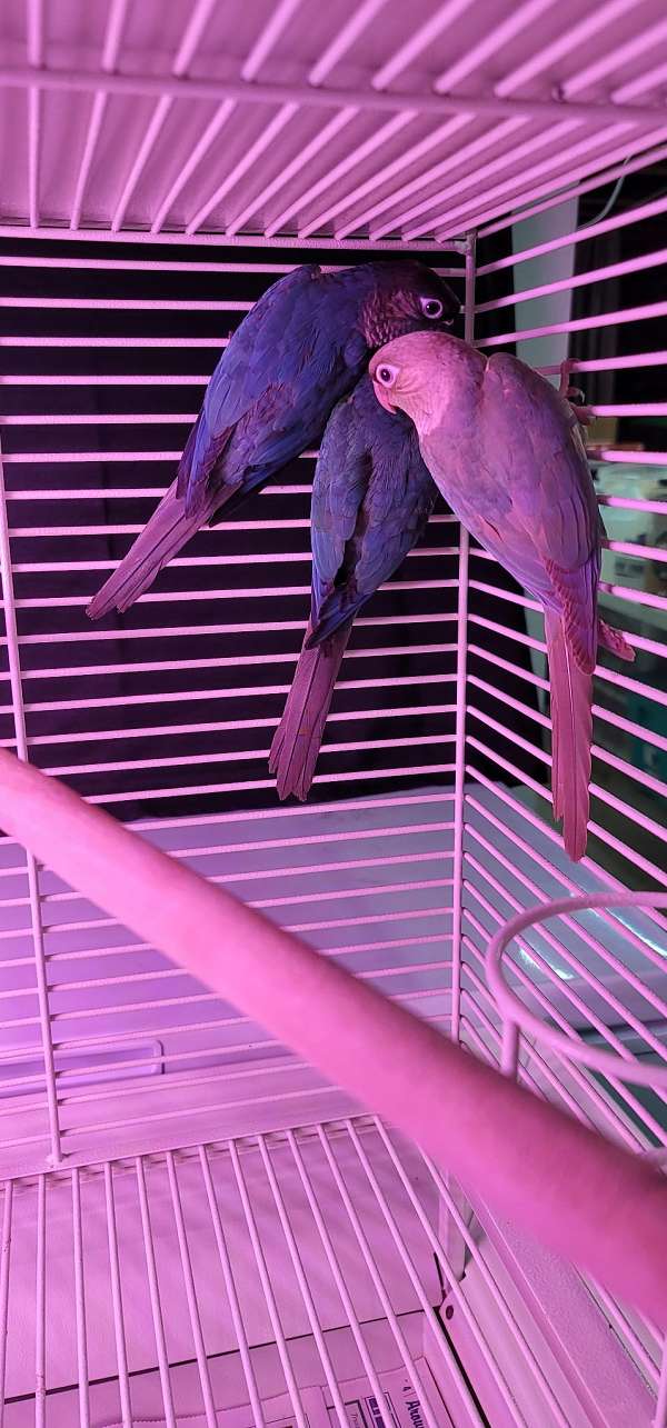young-bird