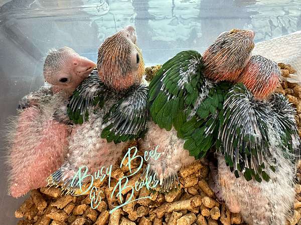 white-bellied-caique-for-sale
