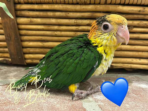 baby-bird