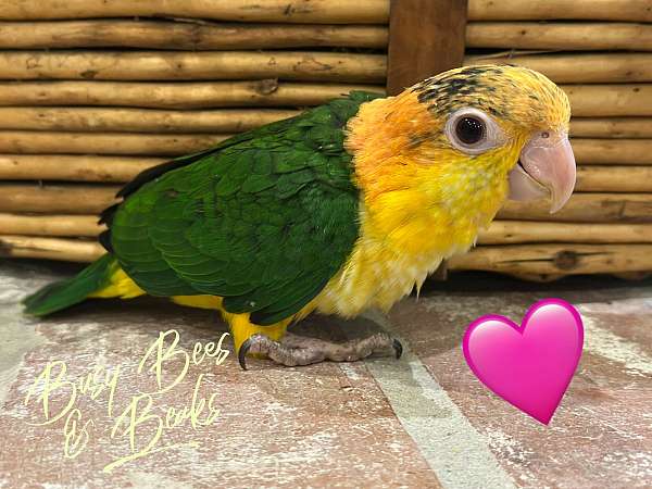 baby-white-bellied-caique-for-sale