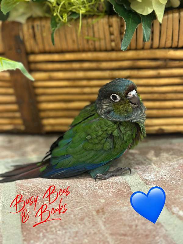crimson-bellied-conure-for-sale