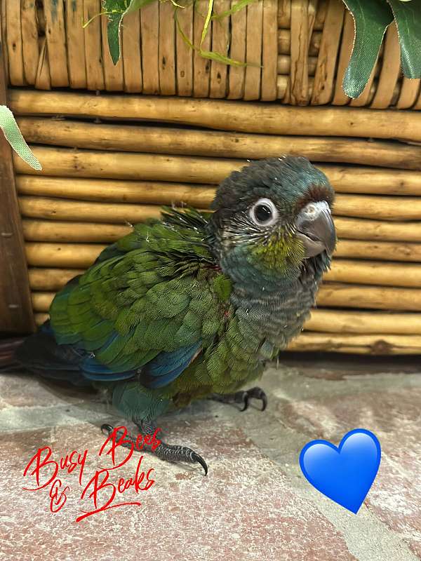 baby-bird