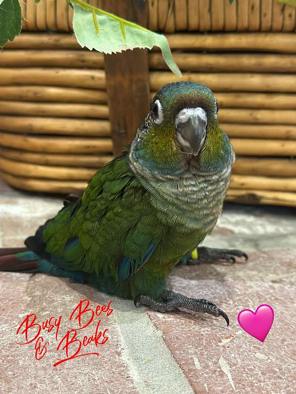 baby-crimson-bellied-conure-for-sale