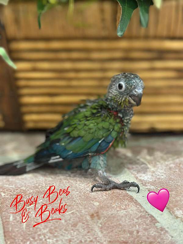 conure-crimson-bellied-conure-for-sale
