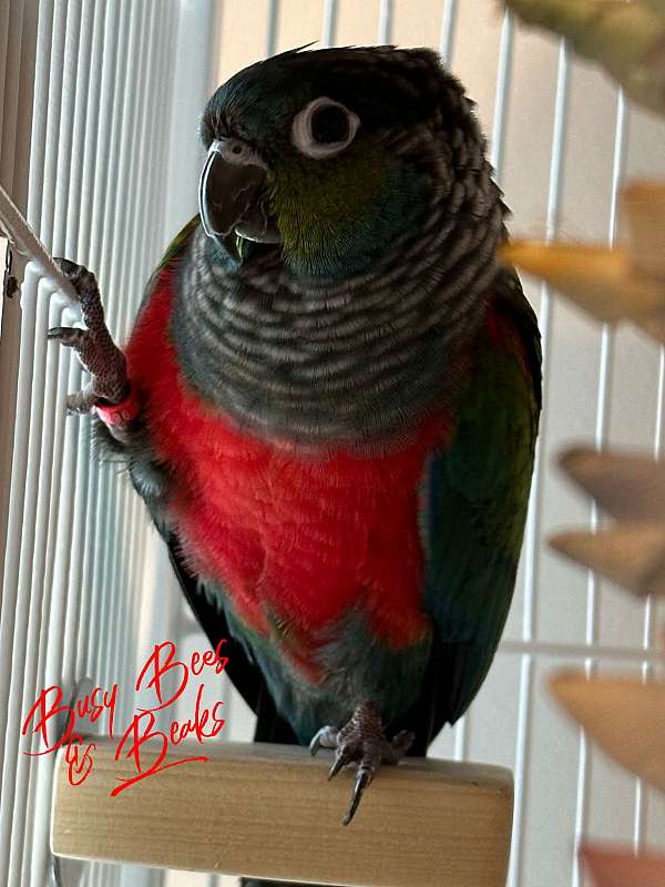 crimson-conure-crimson-bellied-conure-for-sale