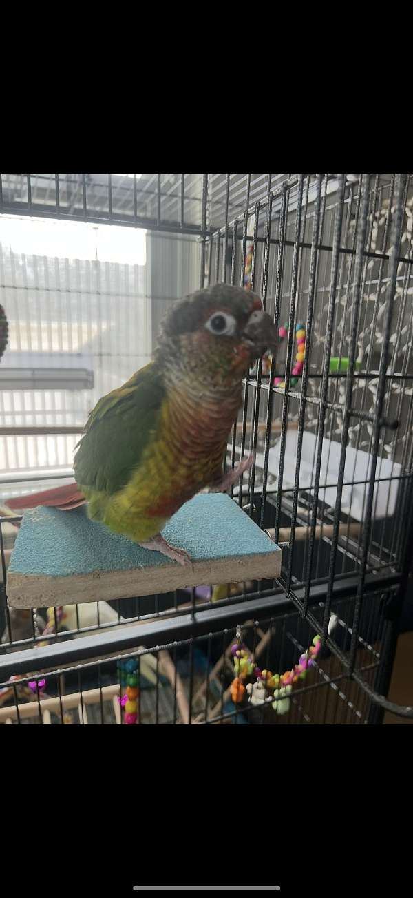 bird-for-sale-in-pennsville-nj