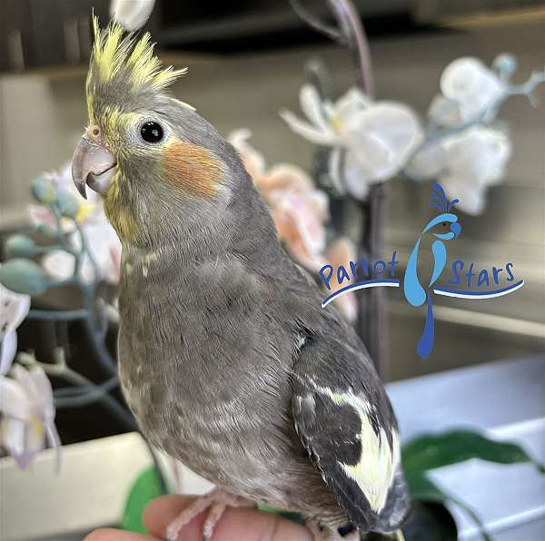 cockatiel-for-sale