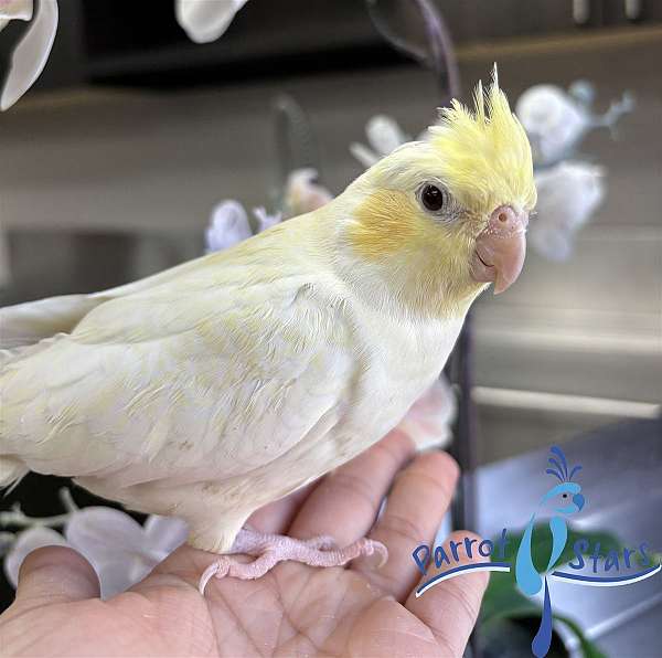 cockatiel-for-sale