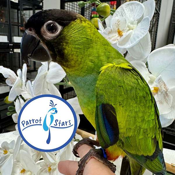 nanday-conure-for-sale