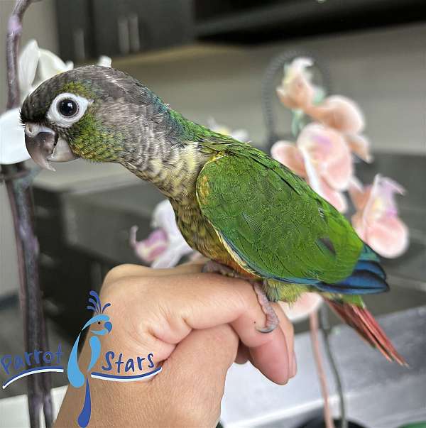 green-cheek-conure-for-sale