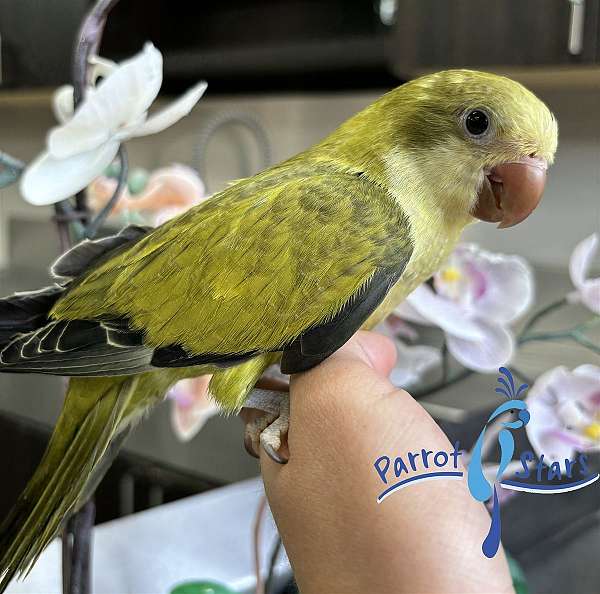 quaker-parrots-for-sale