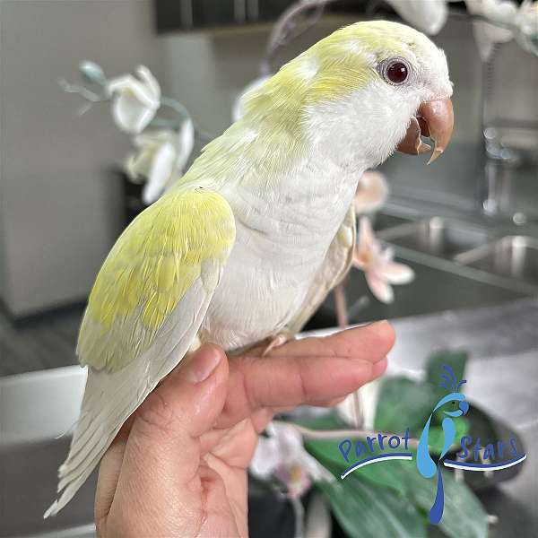 quaker-parrots-for-sale