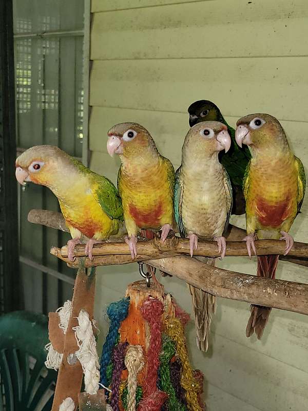 green-cheek-conure-for-sale
