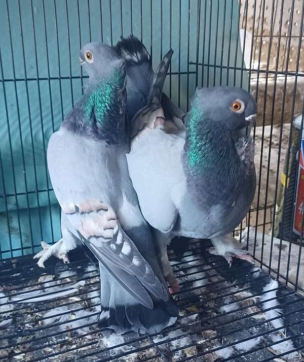 bonded-pair-fancy-bird-for-sale-in-kinston-nc