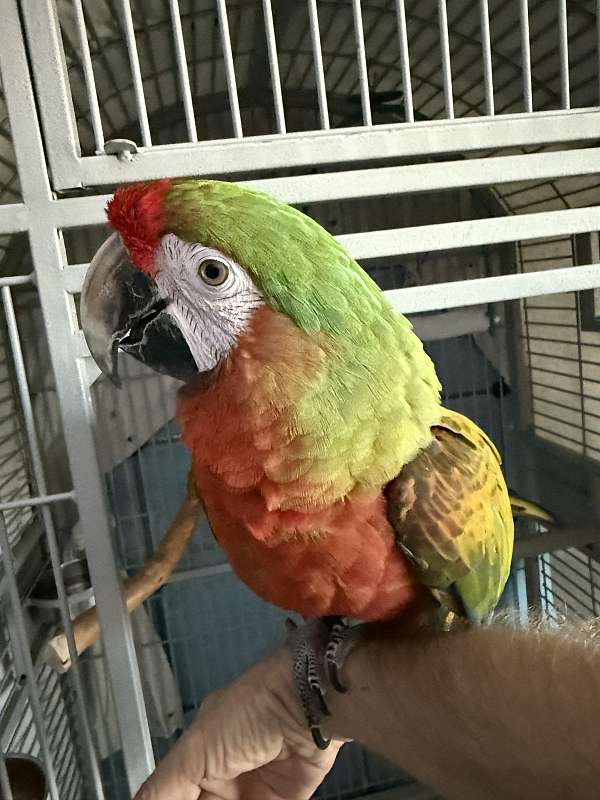cherry-bird-for-sale-in-phoenix-az