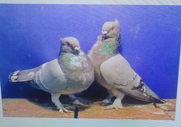 silver-bonded-pair-fancy-bird-for-sale
