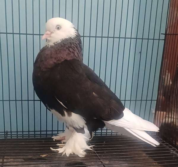 bonded-pair-fancy-mixed-bird-for-sale