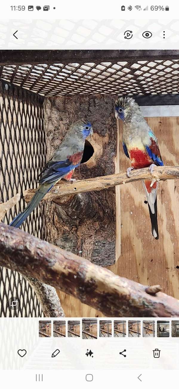 parrot-for-sale