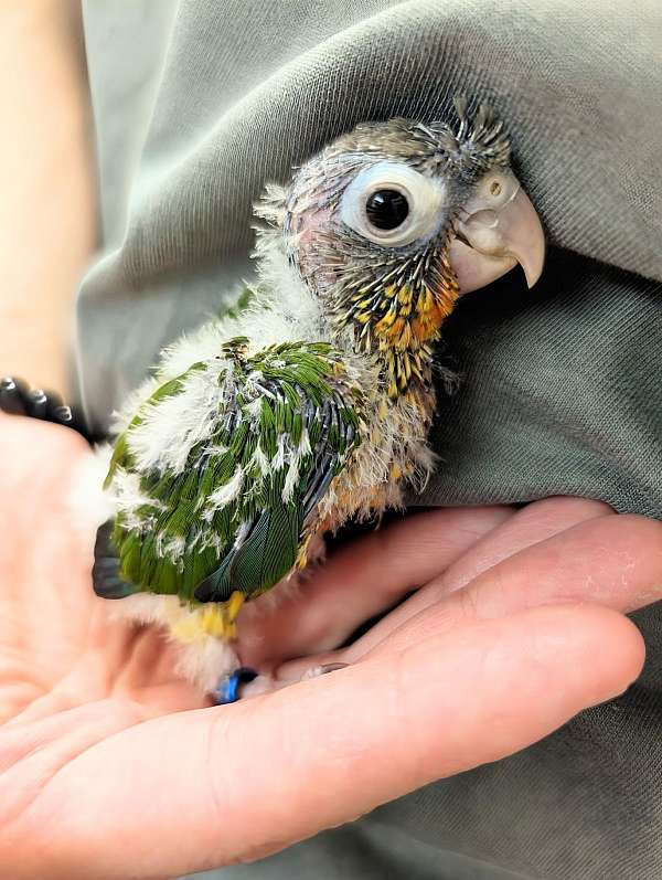 green-cheek-conure-for-sale