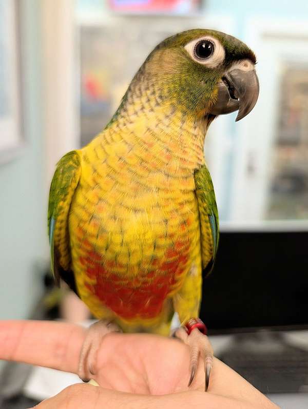 green-cheek-conure-for-sale