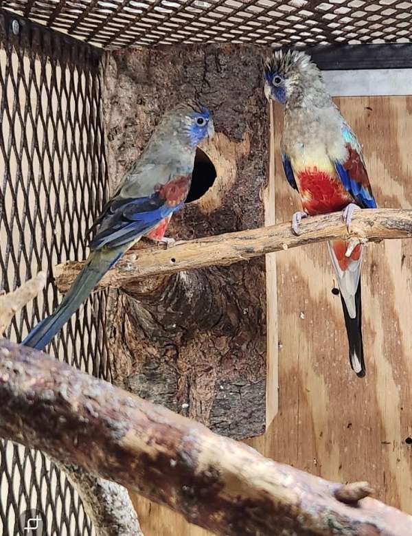 parrot-for-sale
