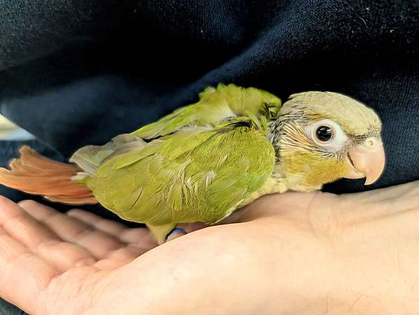 green-cheek-conure-for-sale