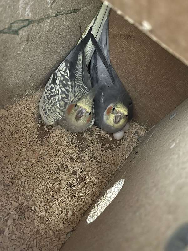 cockatiel-for-sale