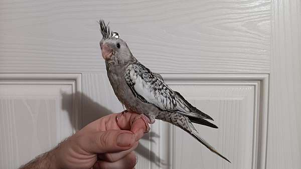 cockatiel-for-sale