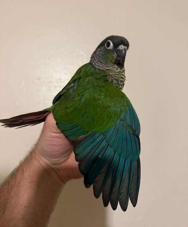 conure-for-sale