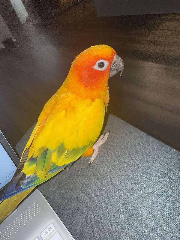 conure-for-sale