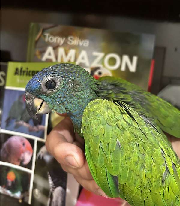 blue-headed-pionus-parrots-for-sale