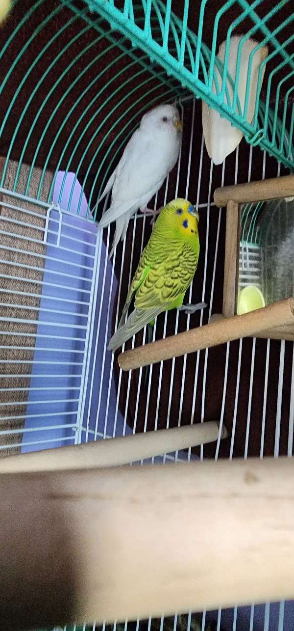 budgerigar-parakeet-for-sale-in-lindenwold-nj