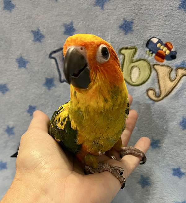 conure-for-sale