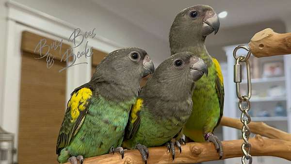 meyers-poicephalus-parrots-for-sale-in-thibodaux-la