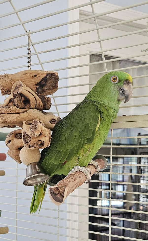amazon-parrot-for-sale-in-altoona-pa