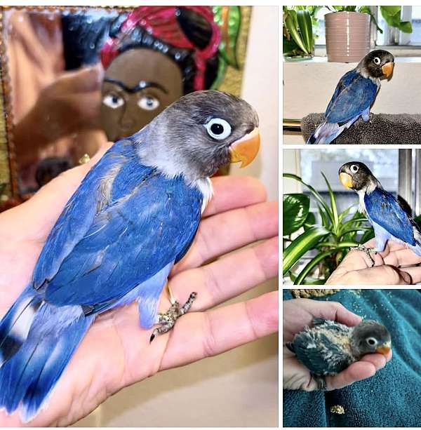 lovebird-for-sale