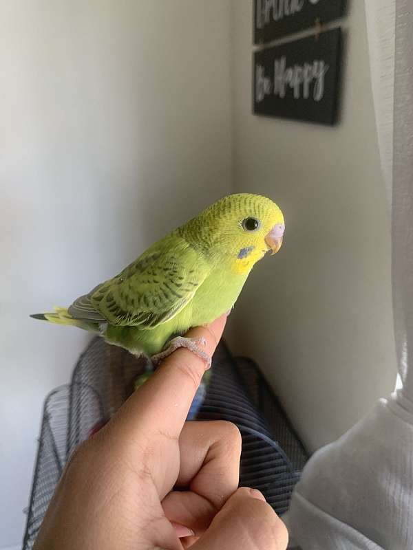 parakeet-for-sale