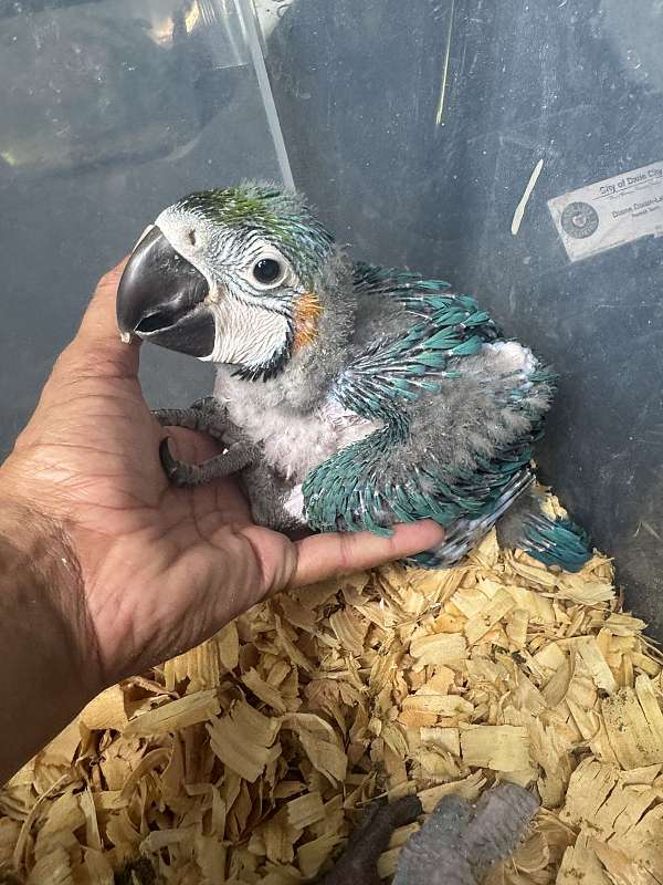 blue-gold-macaw-for-sale
