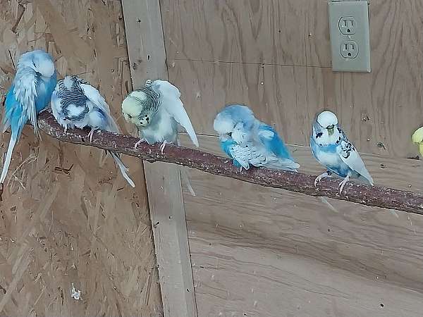 adult-bird-for-sale-in-albemarle-nc