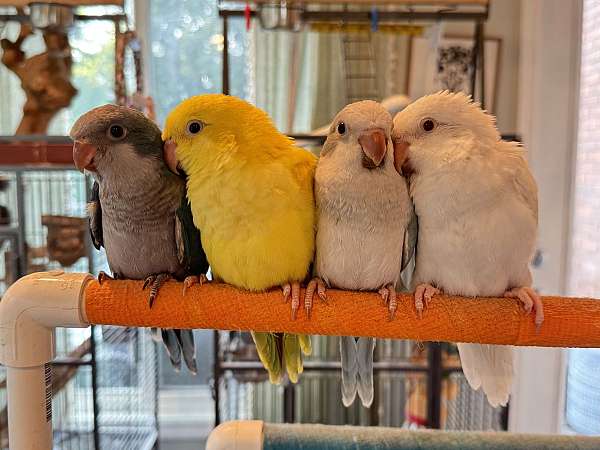 parrot-for-sale-in-wirtz-va