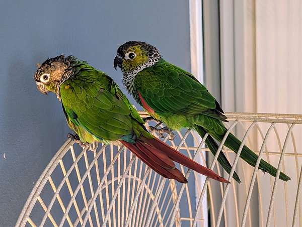 black-green-bird-for-sale-in-rochester-ny