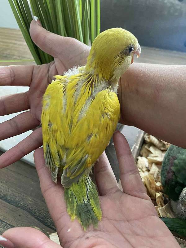 parrot-for-sale