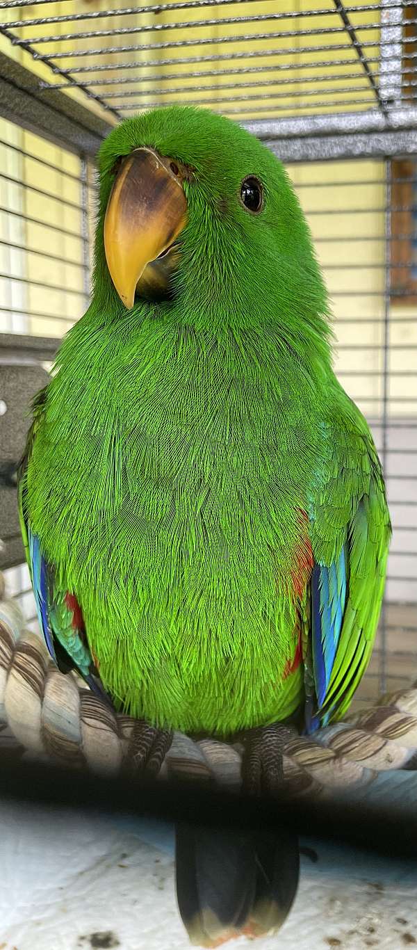 red-bird-for-sale-in-weatherford-tx