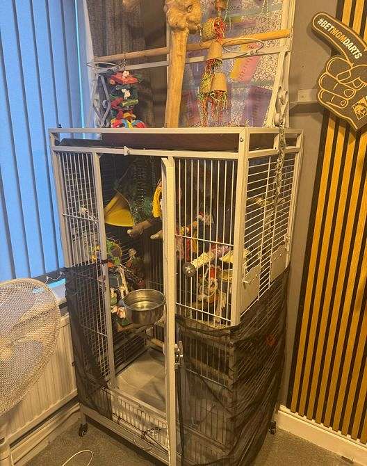 white-bird-for-sale-in-cleveland-tx