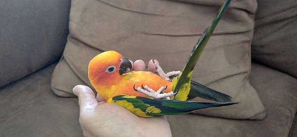 handfed-playful-bird-for-sale-in-metairie-la
