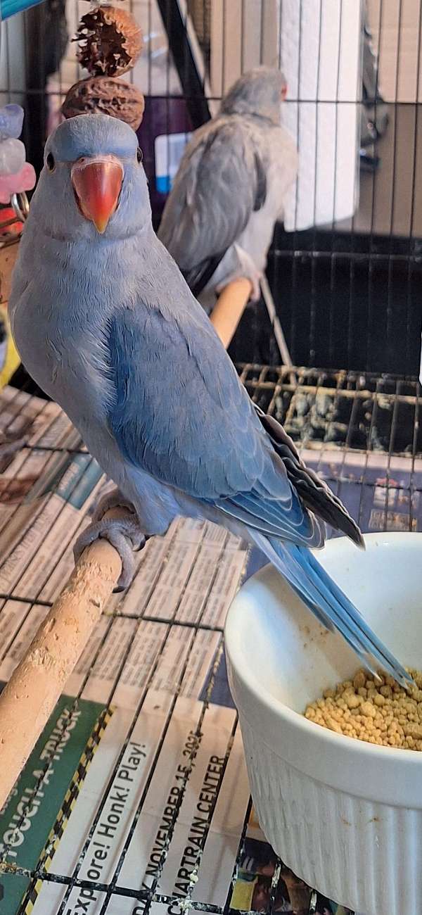 ringneck-parakeet-for-sale